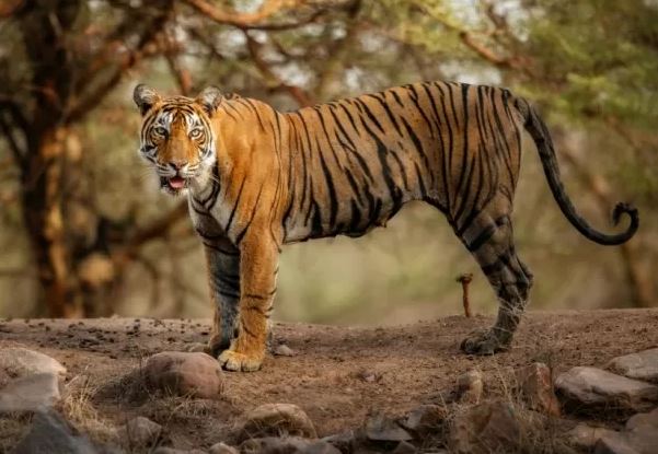 Panna Tiger Reserve gets status of Biosphere Reserve from UNESCO