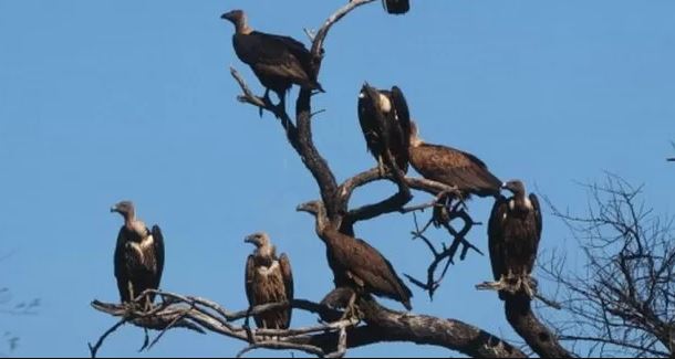 Central government made a five-year plan to save the vultures