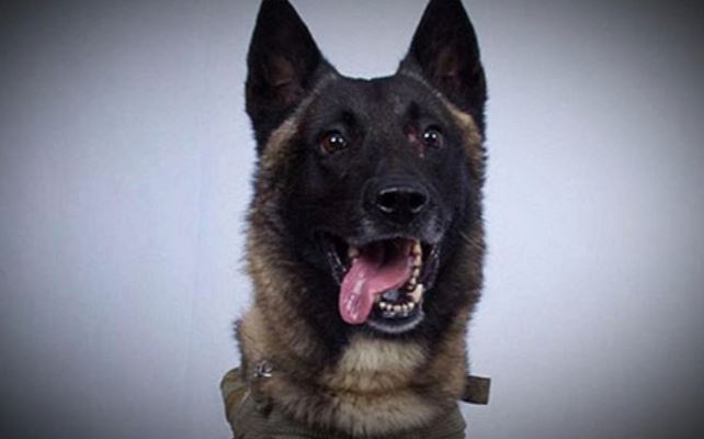 Indian Army To Soon Get Belgian Malinois, Special Dog Which Helped In ISIS Chief Hunt Down