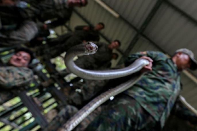 Know About Cobra Gold Drill Where Soldiers Eat Snakes !